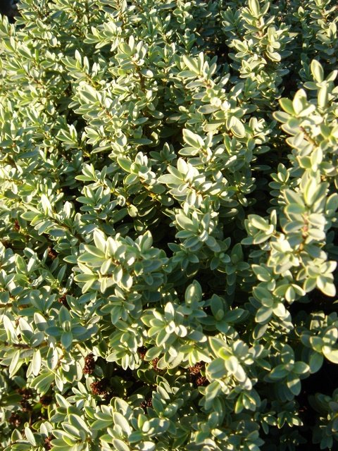 Hebe pinguifolia 'Pagei' P19 (3)